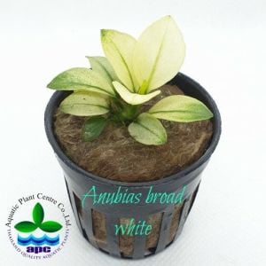 Anubias barteri BROAD WHITE ADET