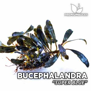 Bucephalandra super blue 10X10 CM PORSİYON