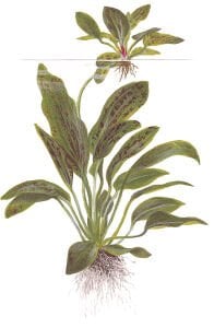 Tropica - Echinodorus Ozelot Green SAKSI