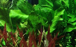 Tropica - Echinodorus Ozelot Green SAKSI