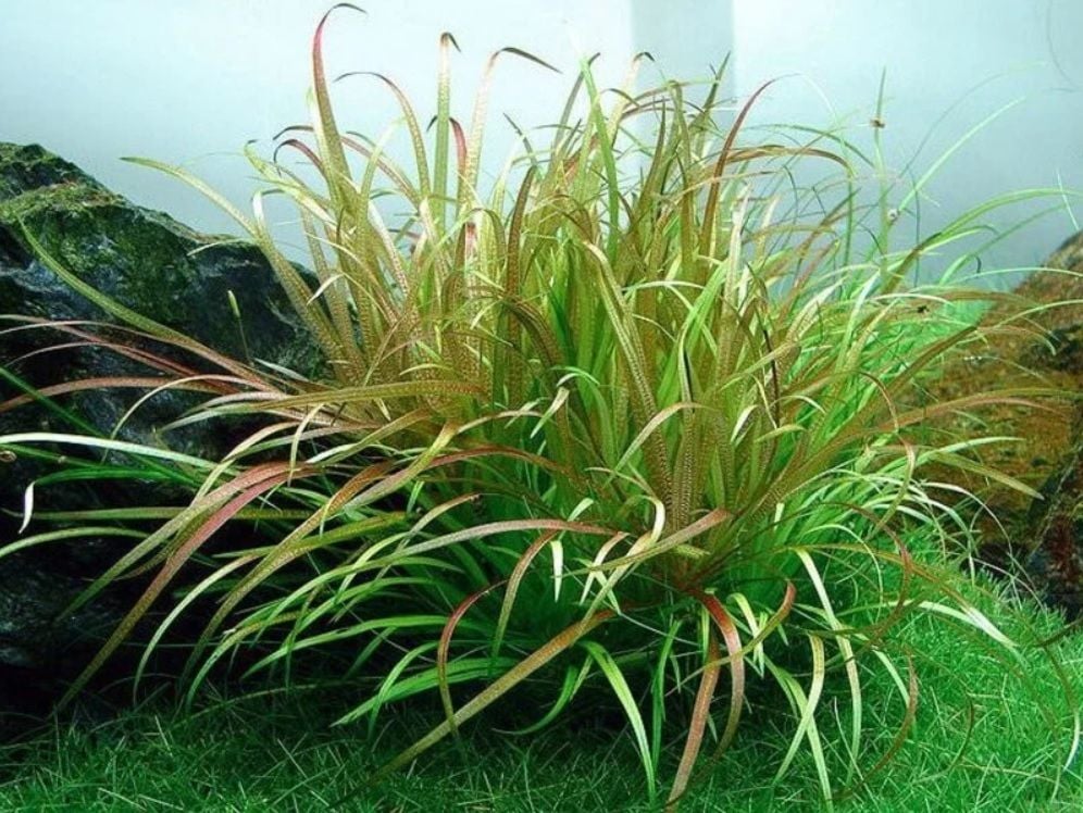 Blyxa japonica İTHAL BUKET