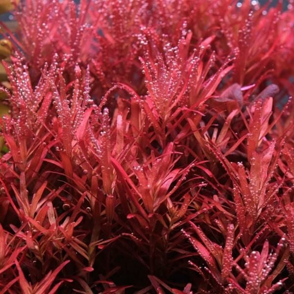 Rotala rotundifolia red İTHAL BUKET ÖN SİPARİŞ