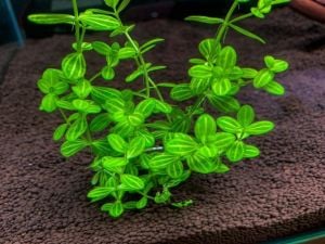 Lindernia rotundifolia İTHAL BUKET