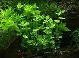 Lindernia rotundifolia İTHAL BUKET