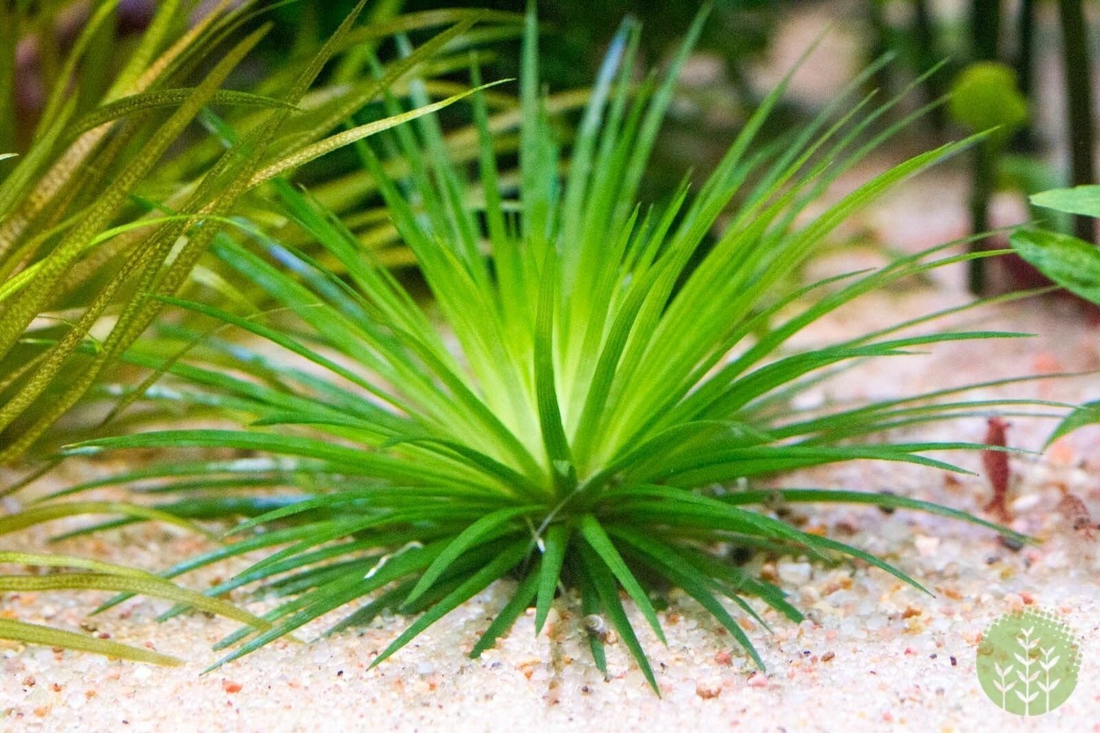 Eriocaulon cinereum ADET