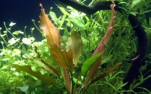 Tropica - Echinodorus 'Rosé' SAKSI