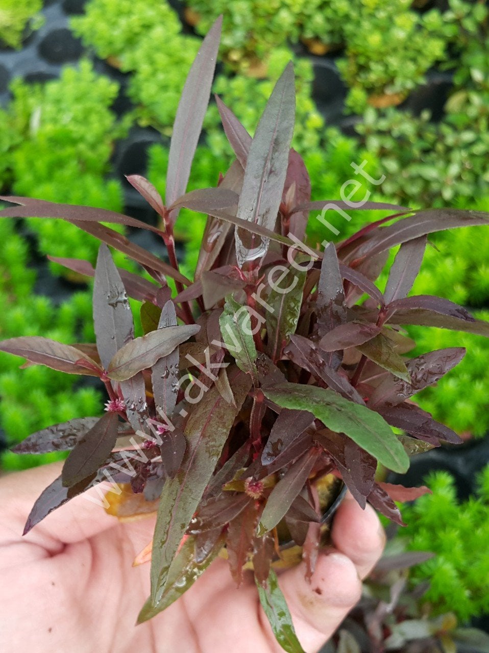 Alternanthera sessilis İTHAL ADET