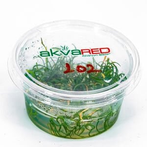 Lilaeopsis brasiliensis IN VITRO CUP