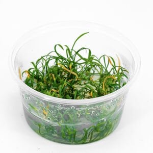 Lilaeopsis brasiliensis IN VITRO CUP