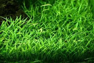 Lilaeopsis brasiliensis IN VITRO CUP