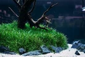 Lilaeopsis brasiliensis IN VITRO CUP