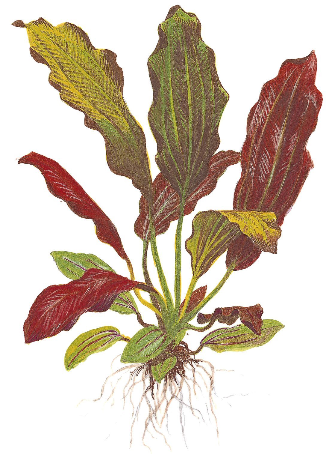 Tropica - Echinodorus x barthii SAKSI