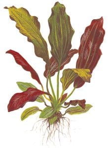 Tropica - Echinodorus x barthii SAKSI