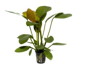 Tropica - Echinodorus x barthii SAKSI