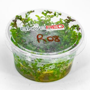 Rotala macrandra IN VITRO CUP