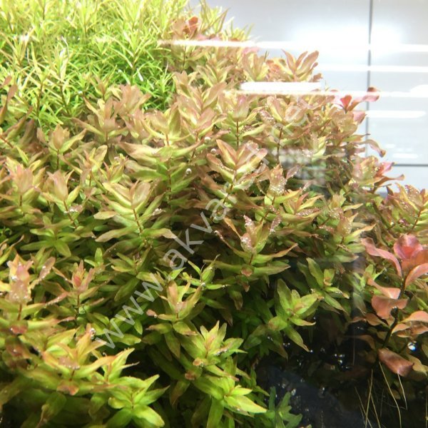 Rotala macrandra IN VITRO CUP