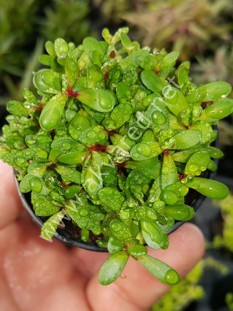 Ammannia / Rotala bonsai SAKSI