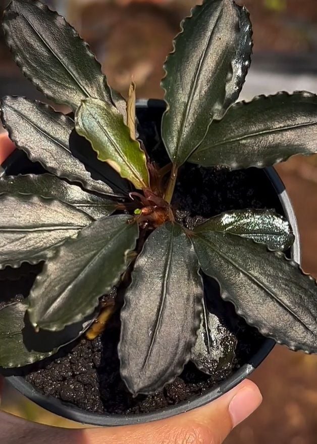 Bucephalandra black star ADET