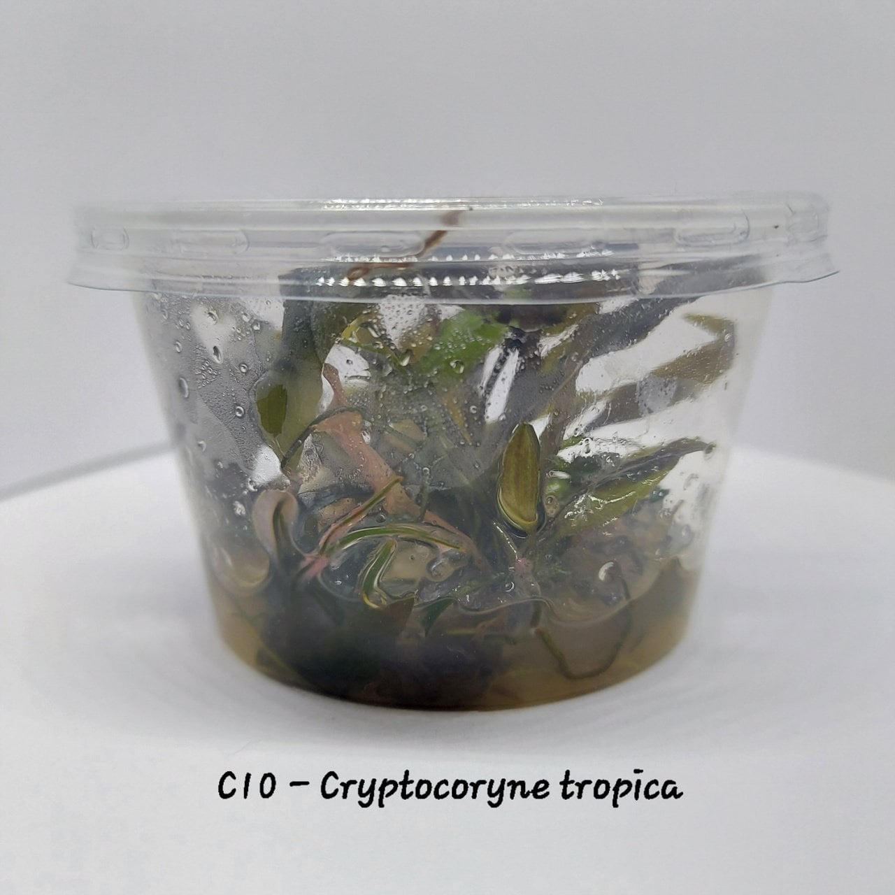 Cryptocoryne tropica IN VITRO CUP
