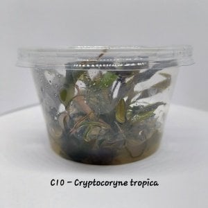 Cryptocoryne tropica IN VITRO CUP