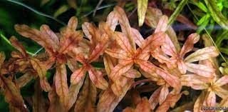 Ludwigia inclinata İTHAL BUKET ÖN SİPARİŞ