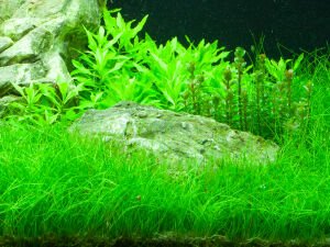 Tropica - Eleocharis parvula SAKSI