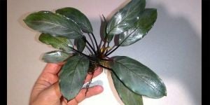 Bucephalandra silver gray ADET İTHAL