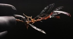 Bucephalandra catherinae dark 10X10 CM PORSİYON ÖN SİPARİŞ