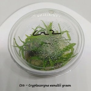 Cryptocoryne wendtii green IN VITRO CUP