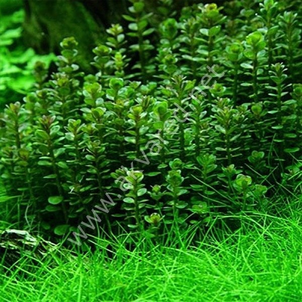 Ammannia / Rotala bonsai EXVITRO