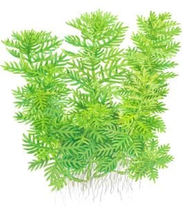 Tropica - Hottonia palustris SAKSI