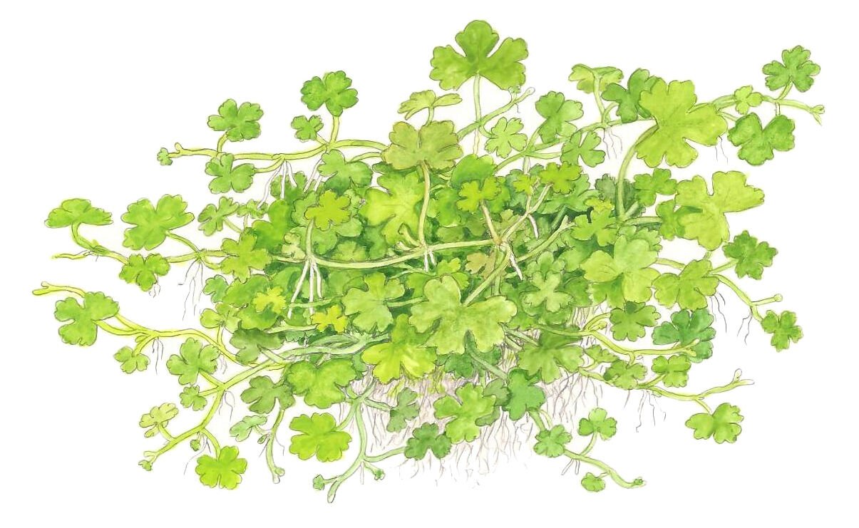 Tropica - Hydrocotyle tripartita SAKSI