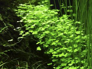 Tropica - Hydrocotyle tripartita SAKSI