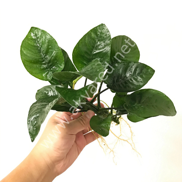 Anubias barteri SAKSI