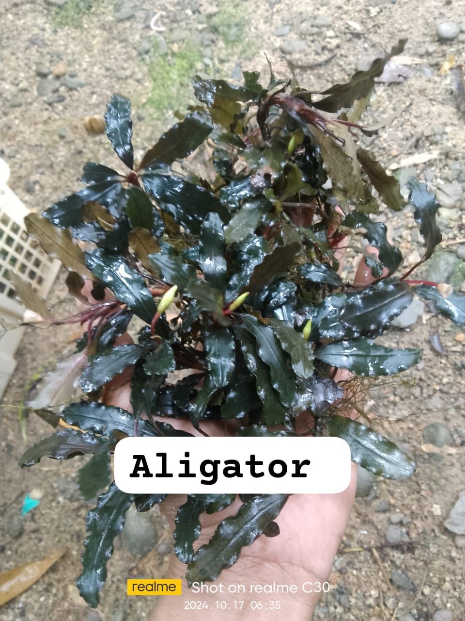 Bucephalandra aligator 10x10cm PORSİYON