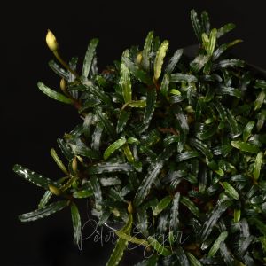 Bucephalandra micrantha 10x10cm PORSİYON