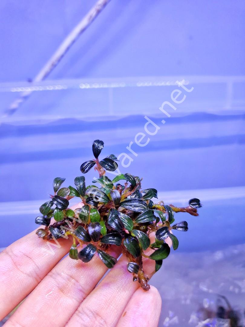 Bucephalandra phantom 10X10 CM ÖN SİPARİŞ