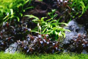 Bucephalandra phantom 10X10 CM ÖN SİPARİŞ