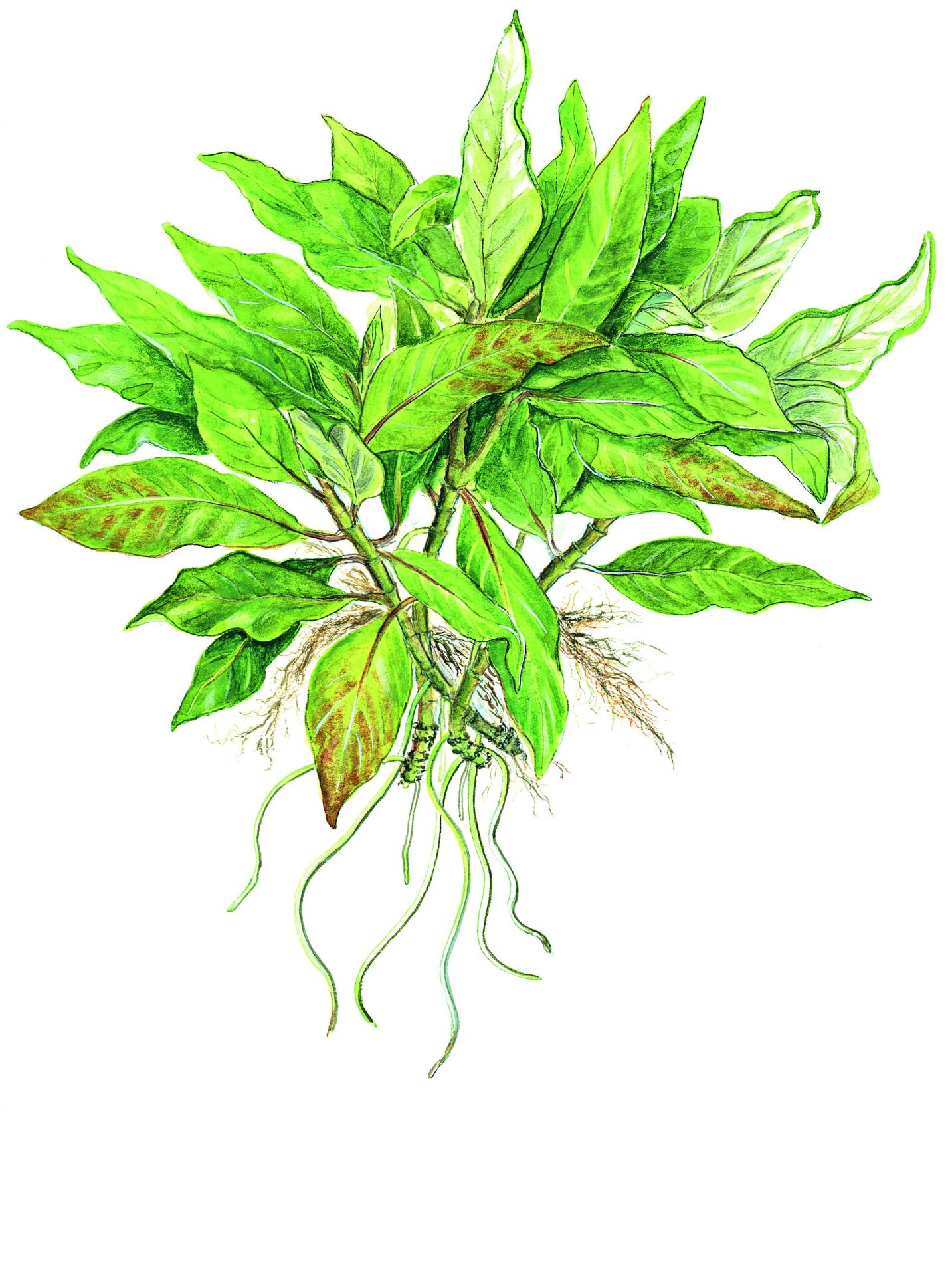 Tropica - Hygrophila corymbosa 'Compact' SAKSI