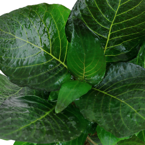 Tropica - Hygrophila corymbosa 'Compact' SAKSI