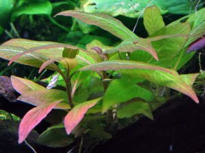 Tropica - Hygrophila corymbosa 'Compact' SAKSI