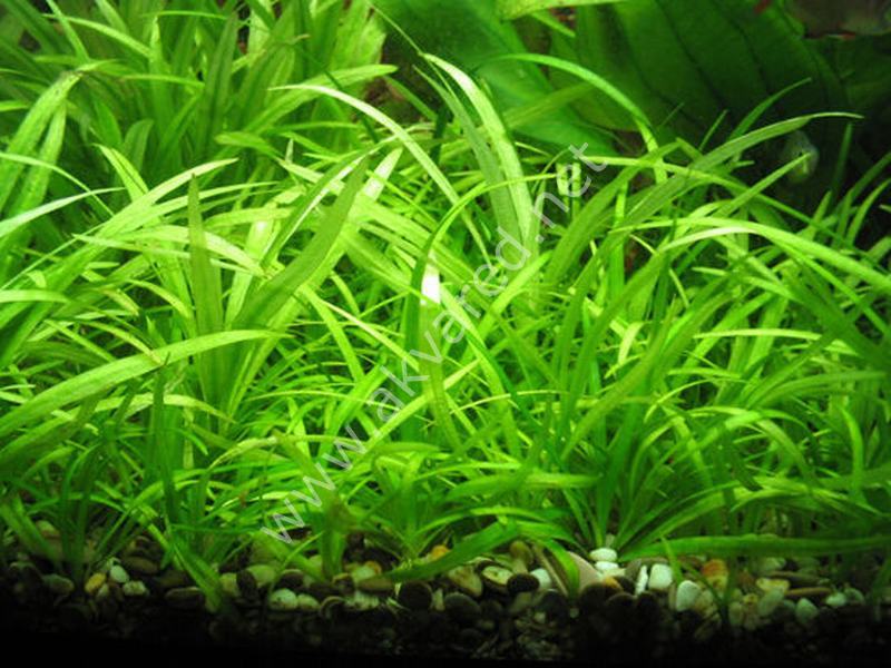 Echinodorus tenellus İTHAL BUKET ÖN SİPARİŞ