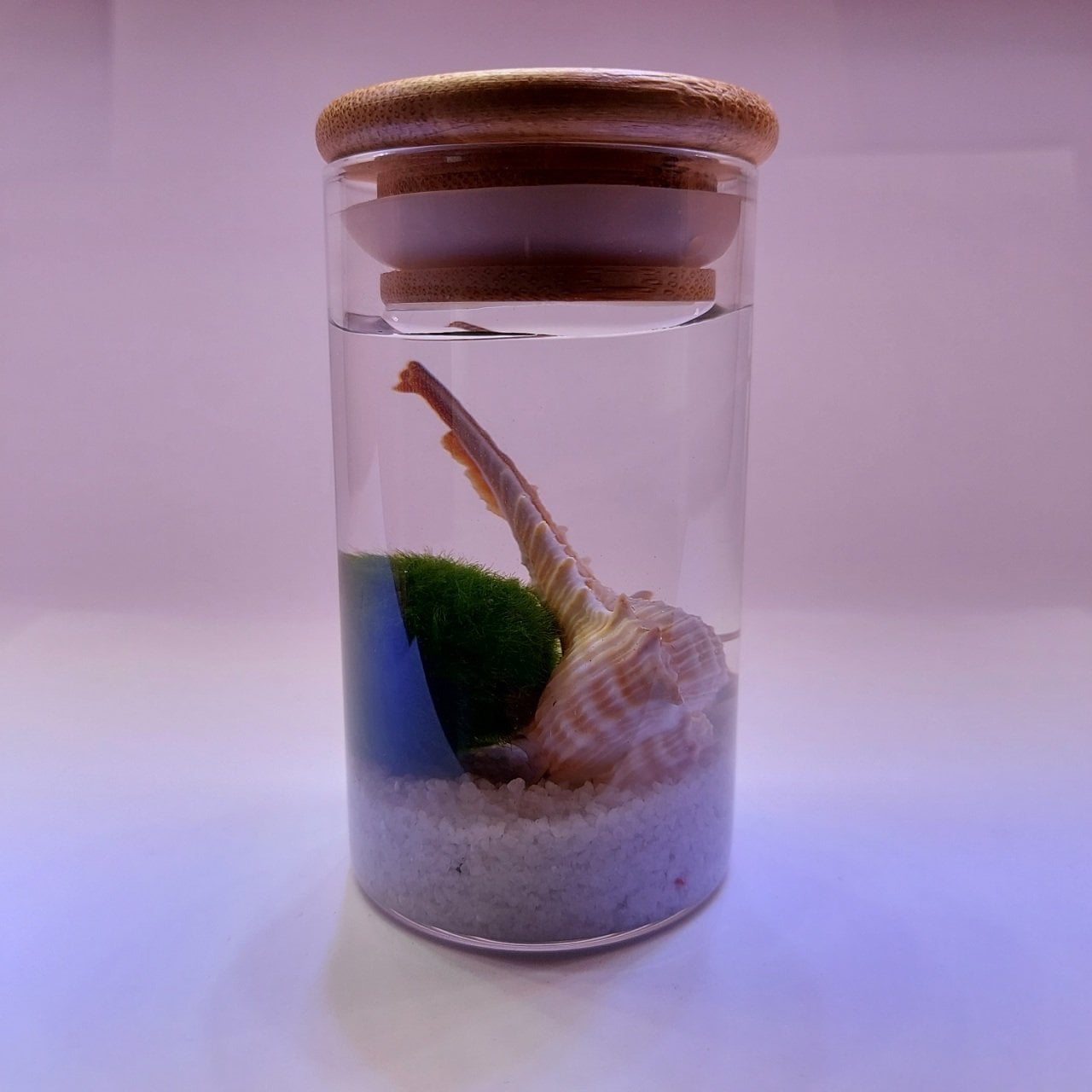 Kaş Marimo Moss Ball