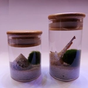 Kaş Marimo Moss Ball