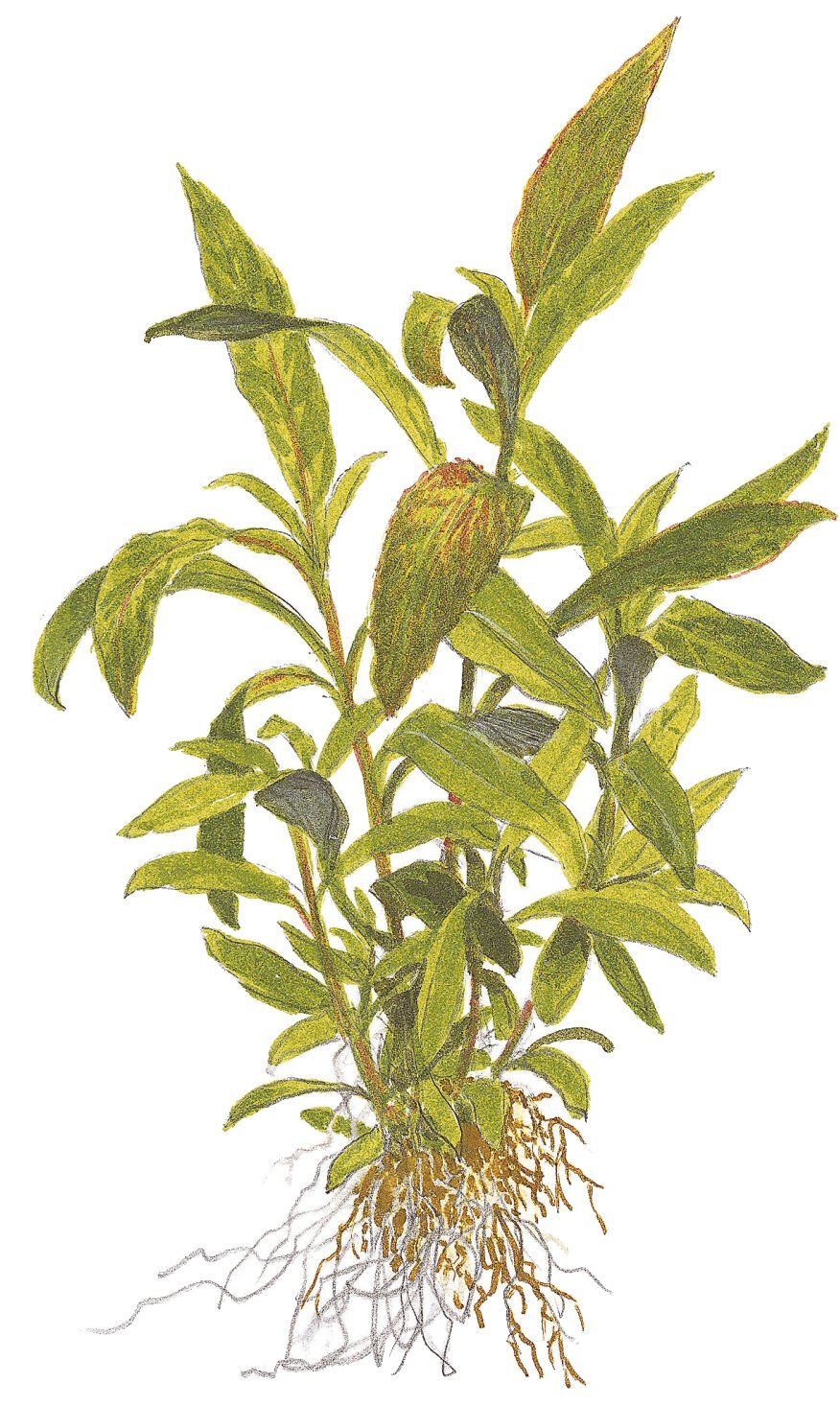 Tropica - Hygrophila corymbosa 'Siamensis 53B' SAKSI