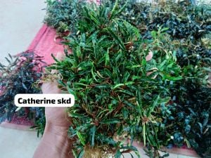 Bucephalandra catherinae Sekadau 10x10cm PORSİYON