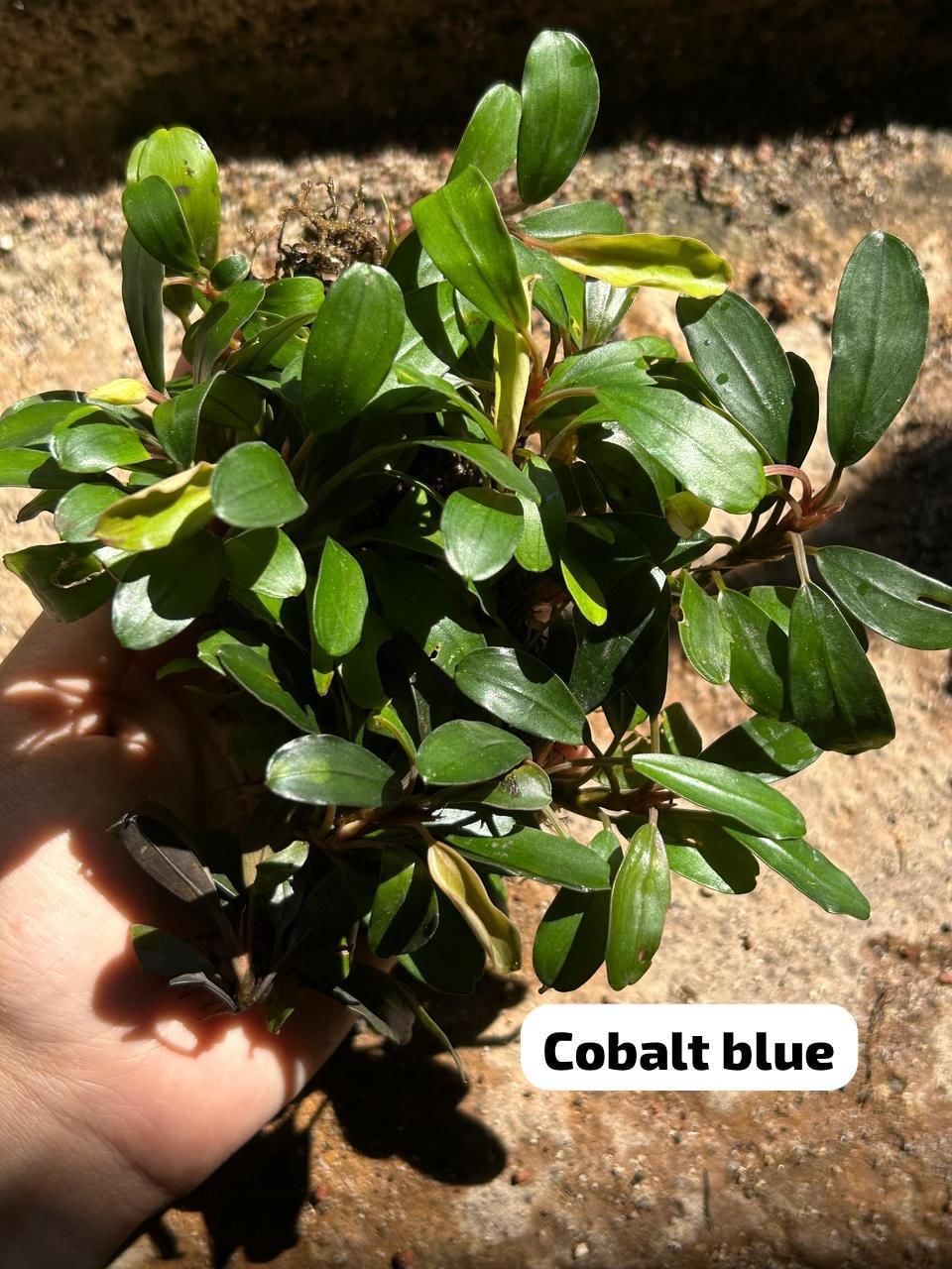 Bucephalandra cobalt blue PORSİYON 10X10CM