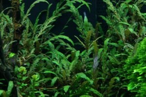 Tropica - Hygrophila pinnatifida SAKSI