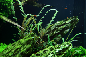 Tropica - Hygrophila pinnatifida SAKSI