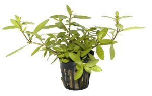 Tropica - Hygrophila polysperma SAKSI